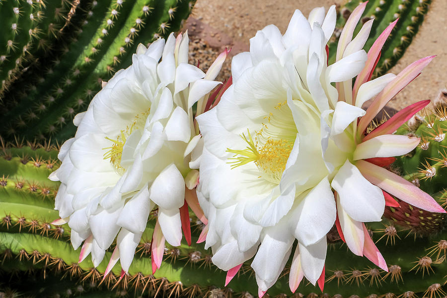 Double Argentine Cactus Blooms Photograph by Dawn Richards