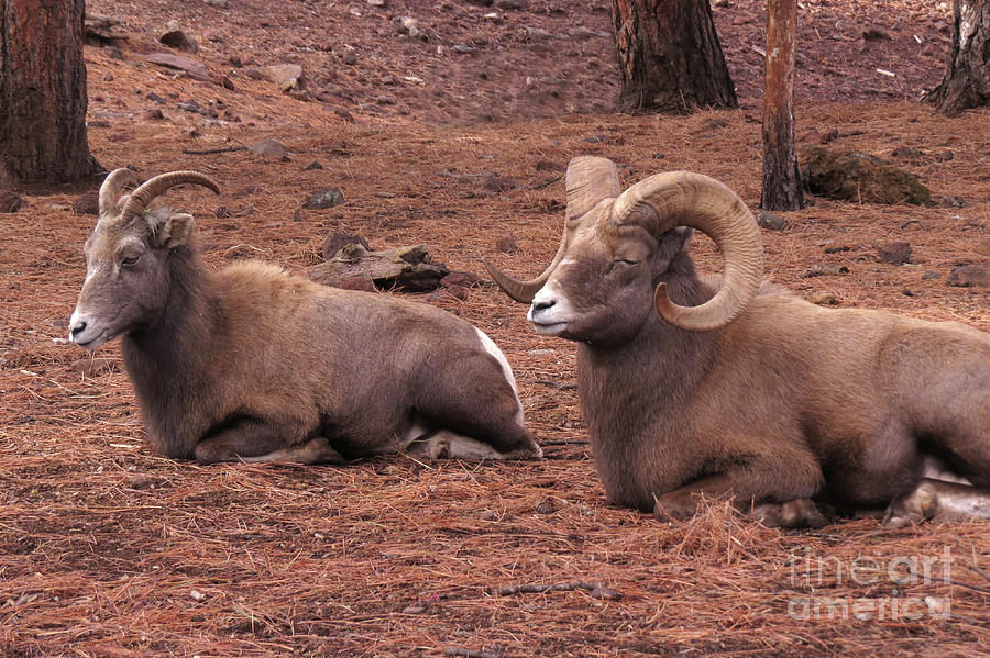 Double Big Horn Sheep Photograph by Mary Mikawoz