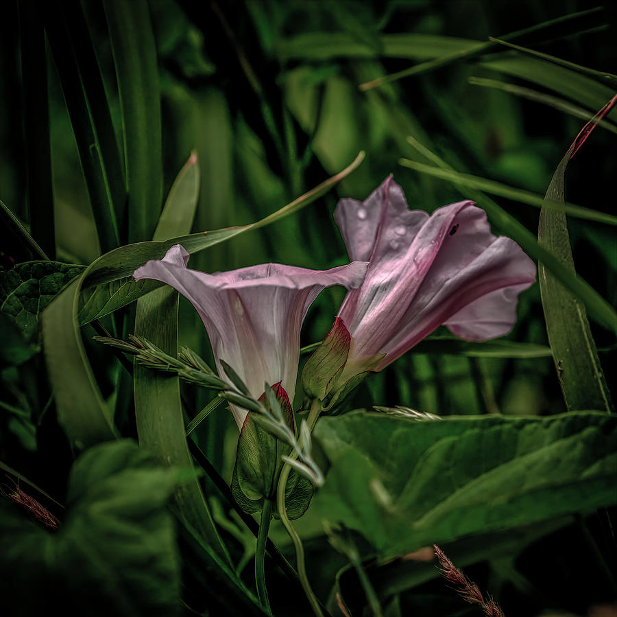 Double bindweed #j0 Photograph by Leif Sohlman