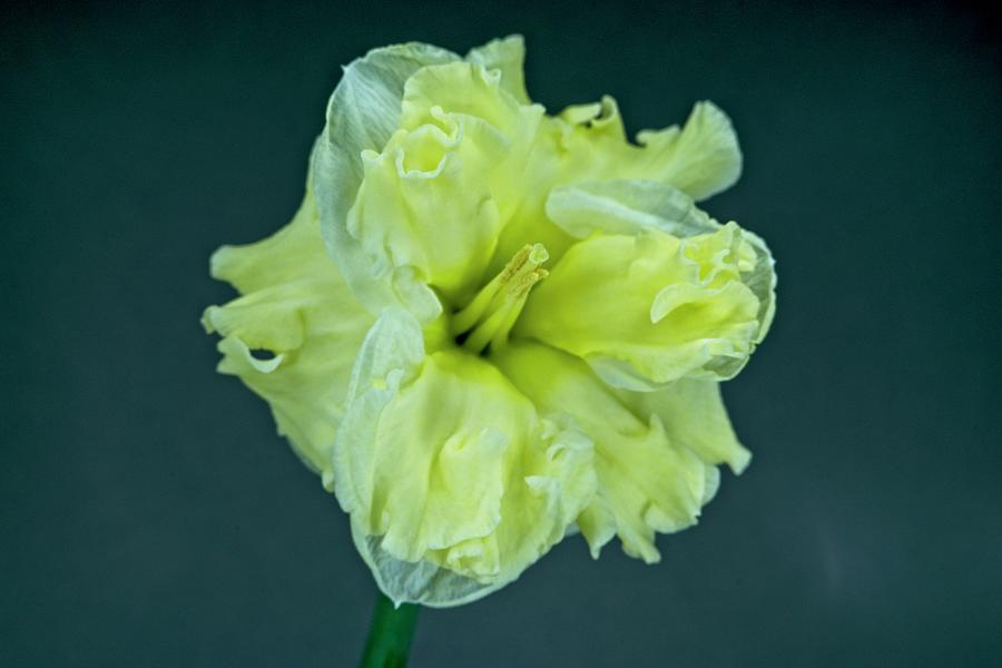Double Bloom Daffodil 2 Photograph