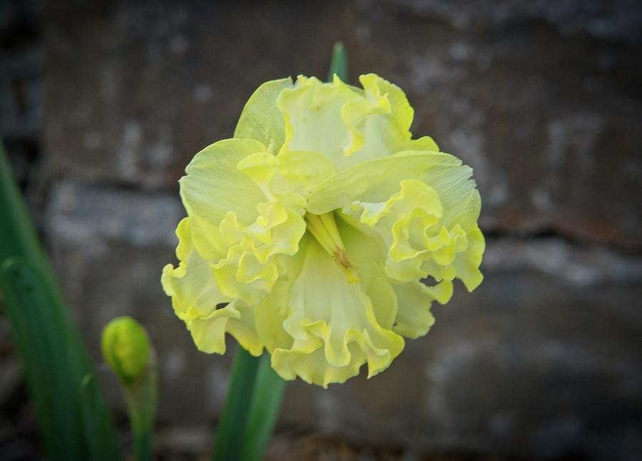 Double Bloom Daffodil 3 Photograph
