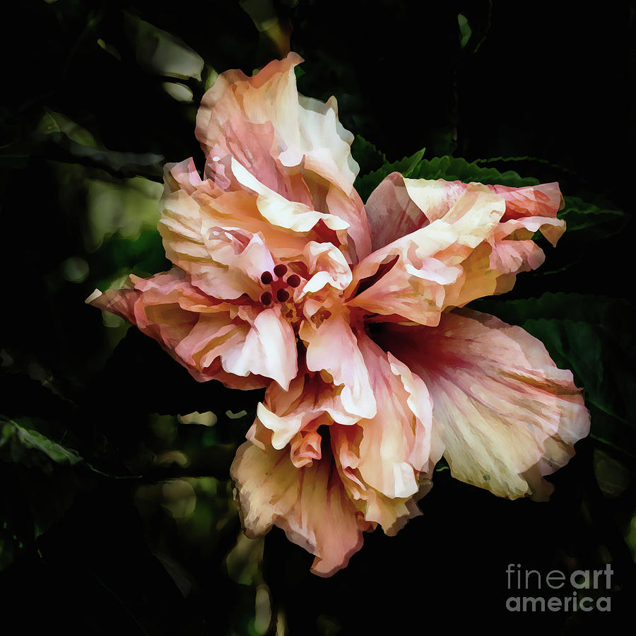 Double Bloom Hibiscus Photograph by Neala McCarten