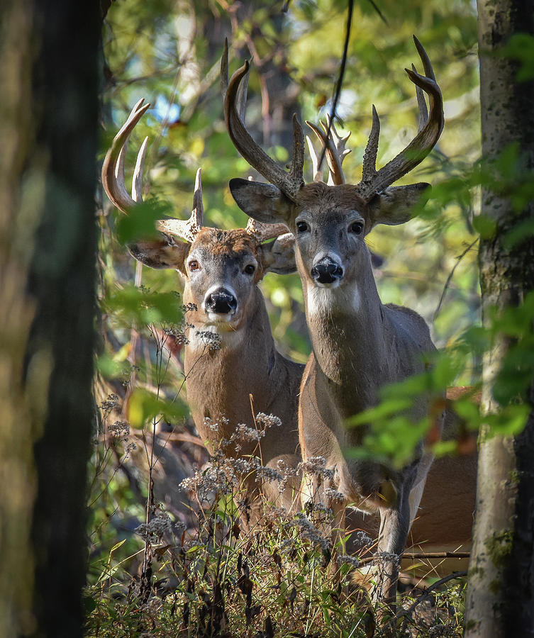 Double Bucks Photograph by Michelle Wittensoldner