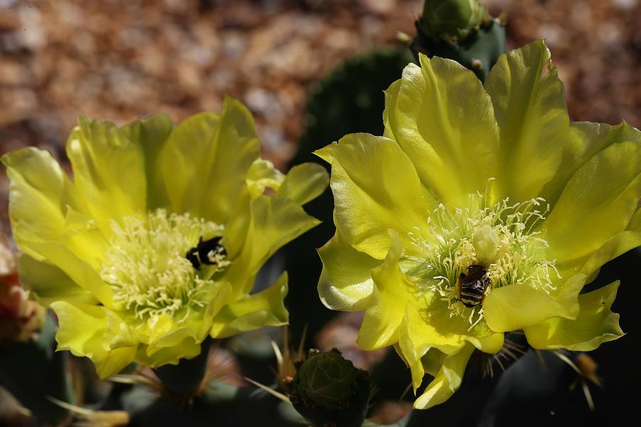 Double Cactus Flowers 2 Photograph by Mingming Jiang