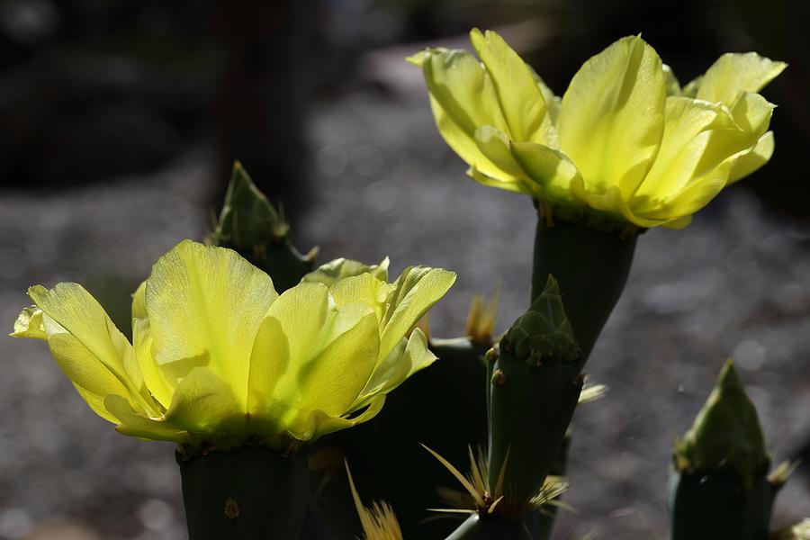 Double Cactus Flowers Photograph by Mingming Jiang