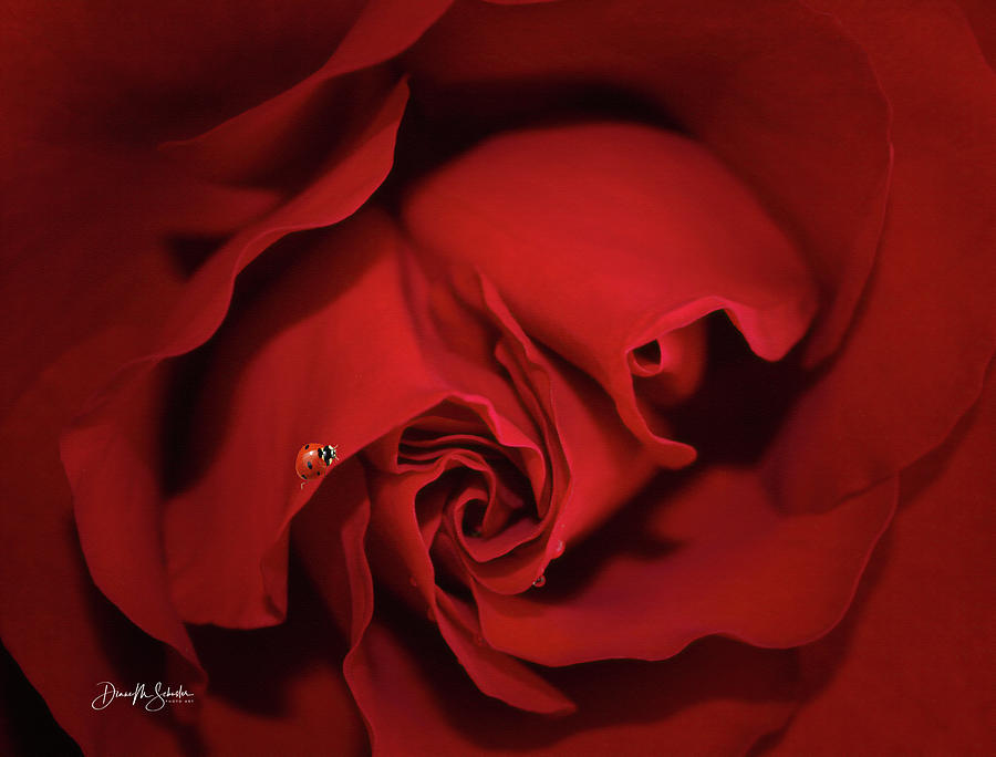 Double Centered Red Rose With Raindrops and Ladybug Photograph by Diane Schuster