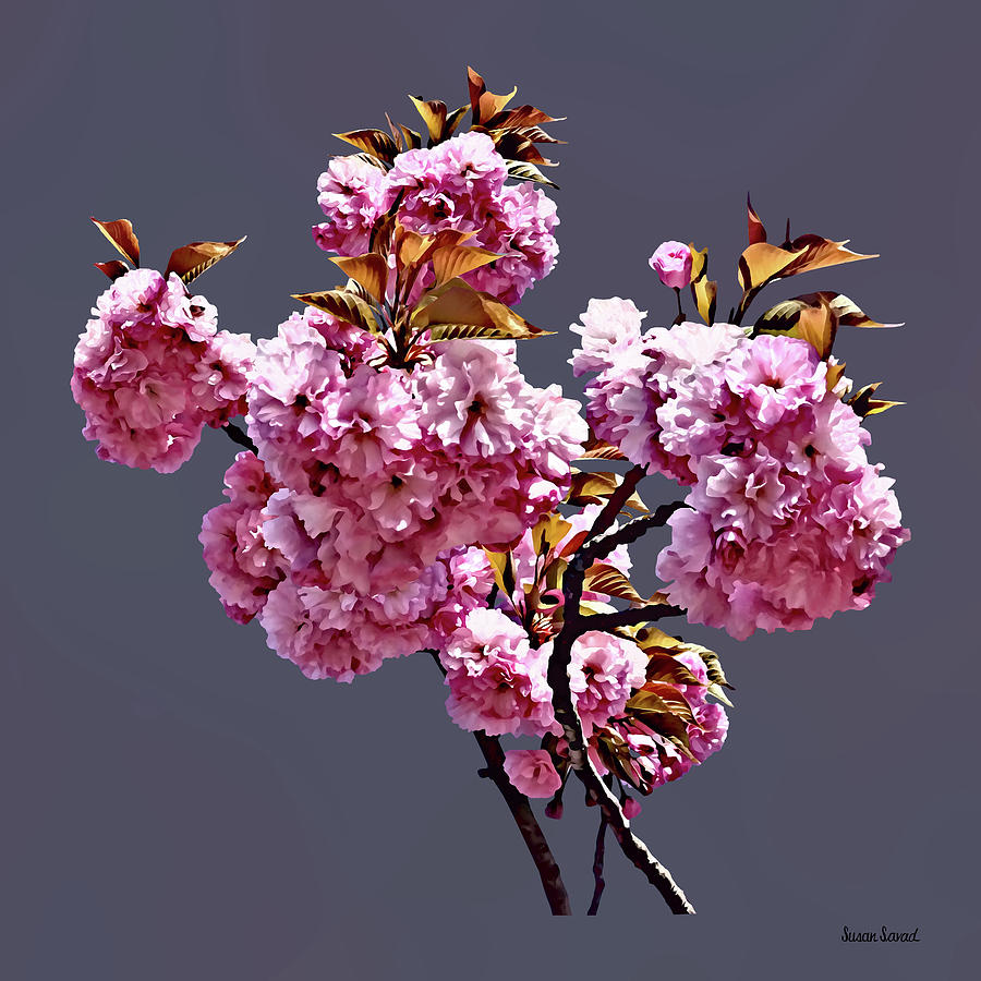 Double Cherry Blossom Branches Photograph by Susan Savad