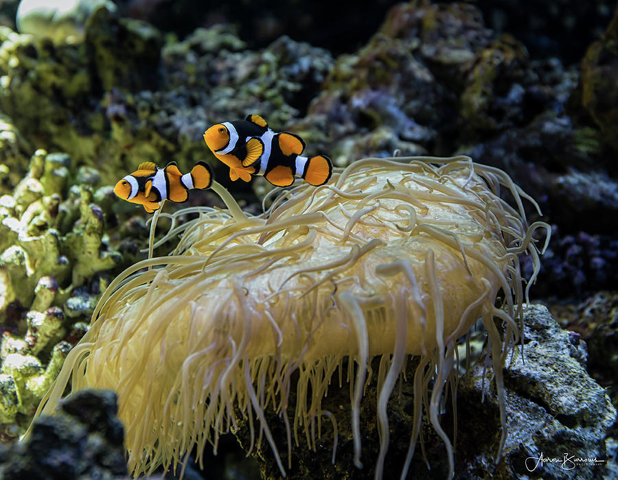 Double Clownfish Photograph by Aaron Burrows