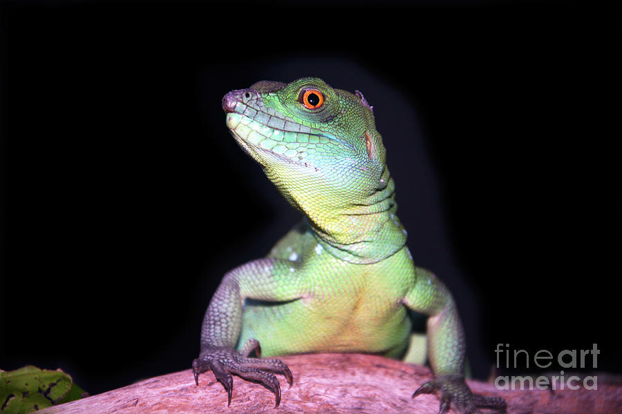 Double Crested Basilisk Lizard Photograph by Savannah Gibbs