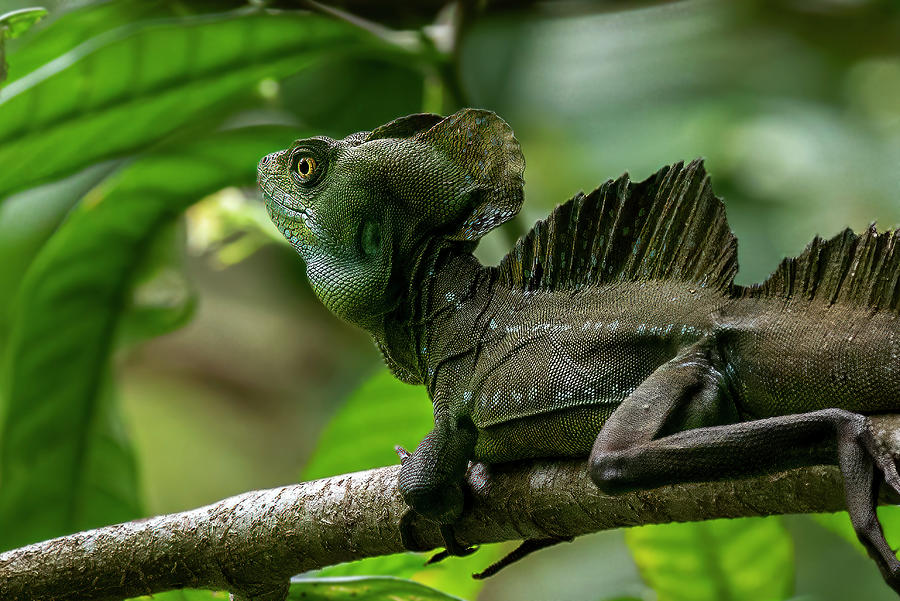 Double Crested Basilisk Out on a Limb Photograph by Lowell Monke