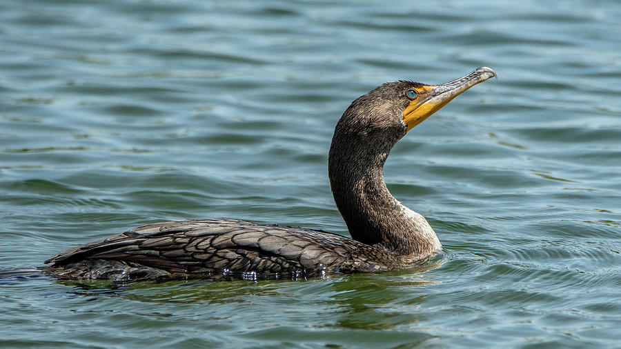 Double-crested Cormorant 2483-041421-2 Photograph by Tam Ryan