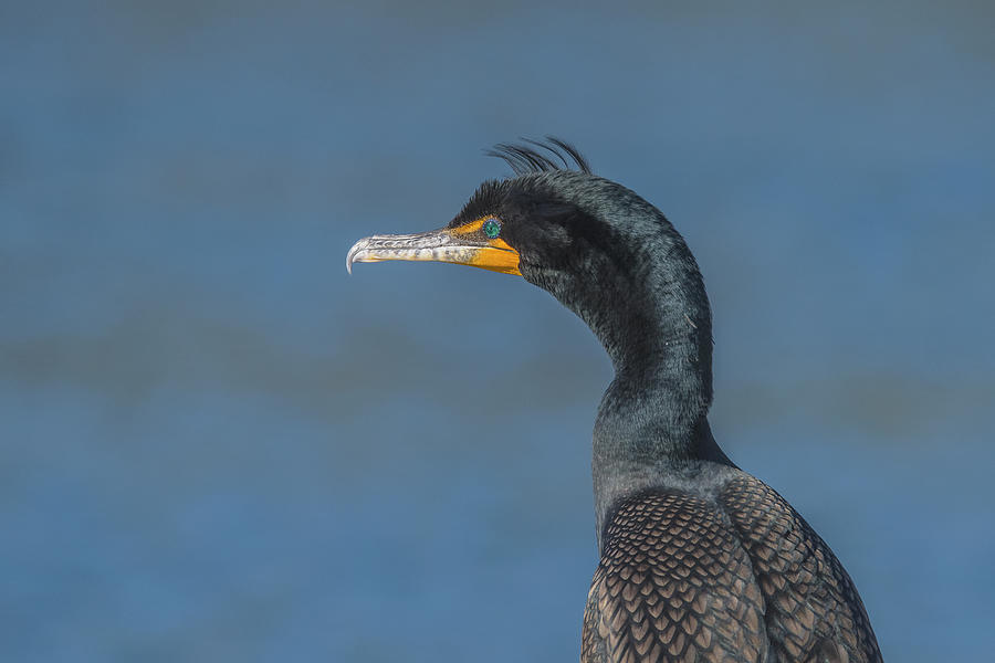 Double-crested Cormorant 4844-022521-2 Photograph by Tam Ryan