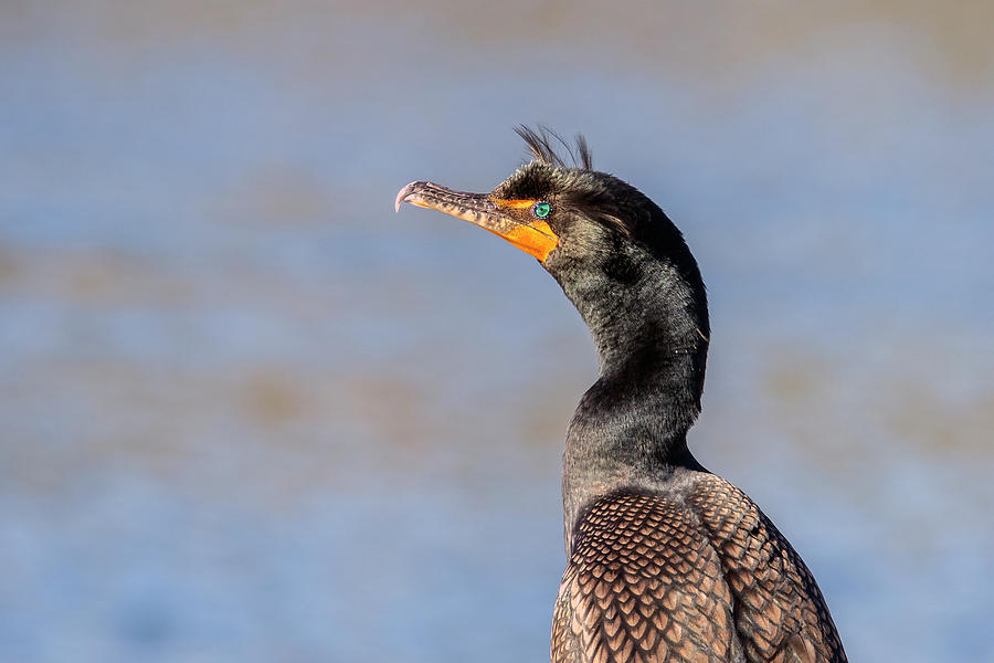 Double-crested Cormorant 4847-022521-2 Photograph by Tam Ryan