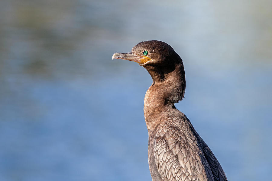Double-crested Cormorant 4857-022521-2 Photograph by Tam Ryan
