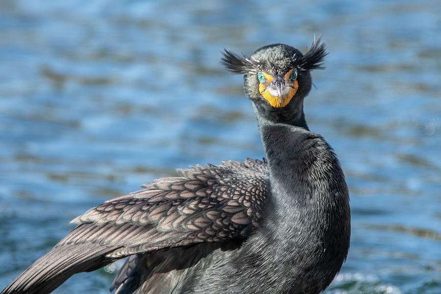 Double-crested Cormorant 4892-020722-2 Photograph by Tam Ryan