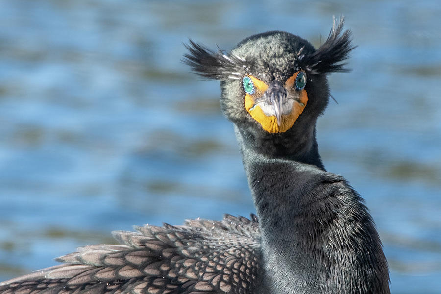 Double-crested Cormorant 4892-020722-3 Photograph by Tam Ryan