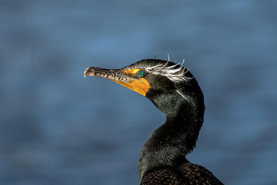 Double-crested Cormorant 5155-020822-2 Photograph by Tam Ryan