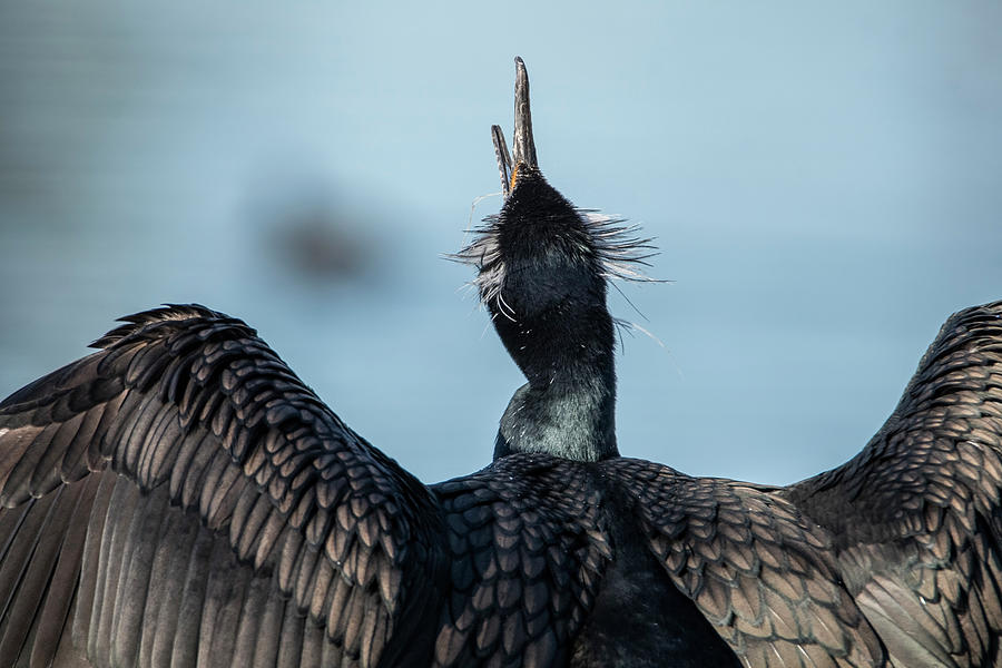 Double-crested Cormorant 5228-020822-2 Photograph by Tam Ryan