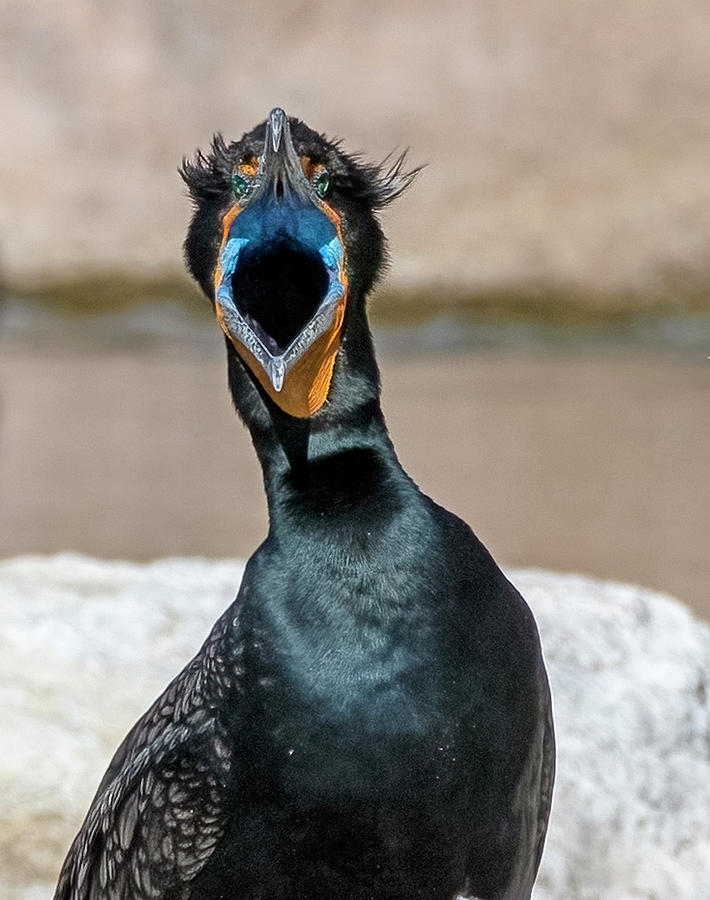 Double-crested Cormorant 5286-022323-3 Photograph by Tam Ryan