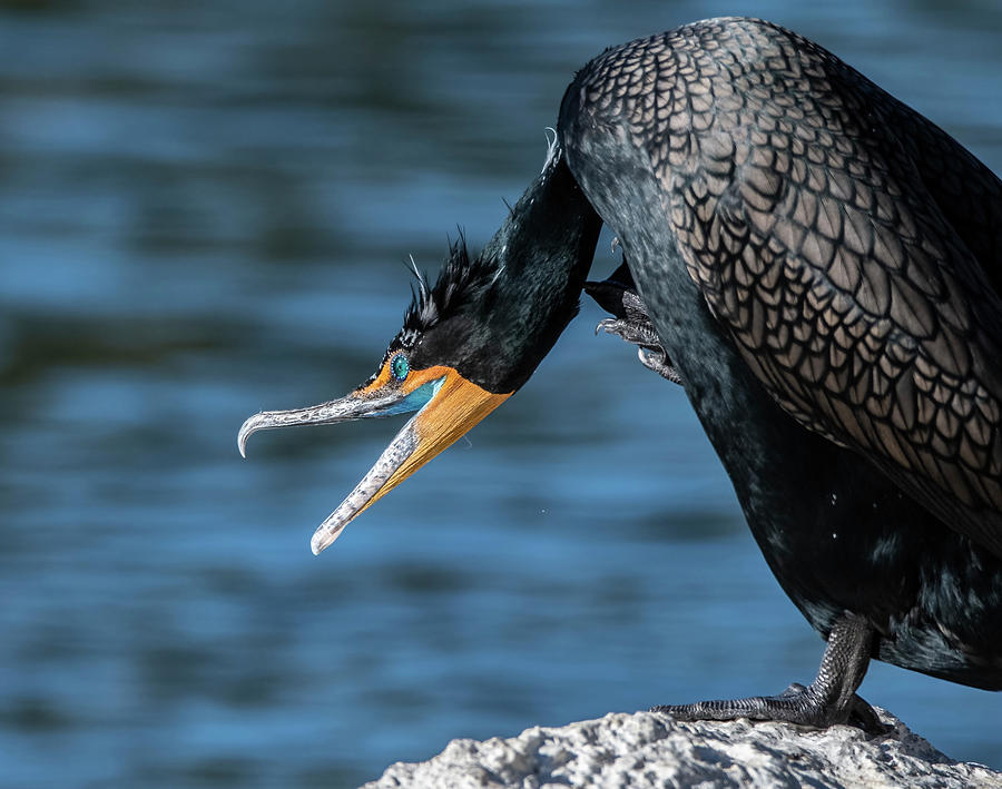 Double-crested Cormorant 5367-022423-2 Photograph by Tam Ryan