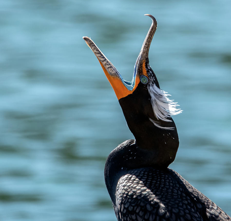 Double-crested Cormorant 5761-021022-2 Photograph by Tam Ryan
