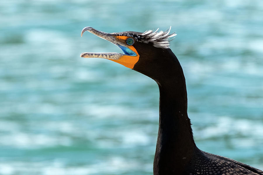 Double-crested Cormorant 5910-021022-2 Photograph by Tam Ryan