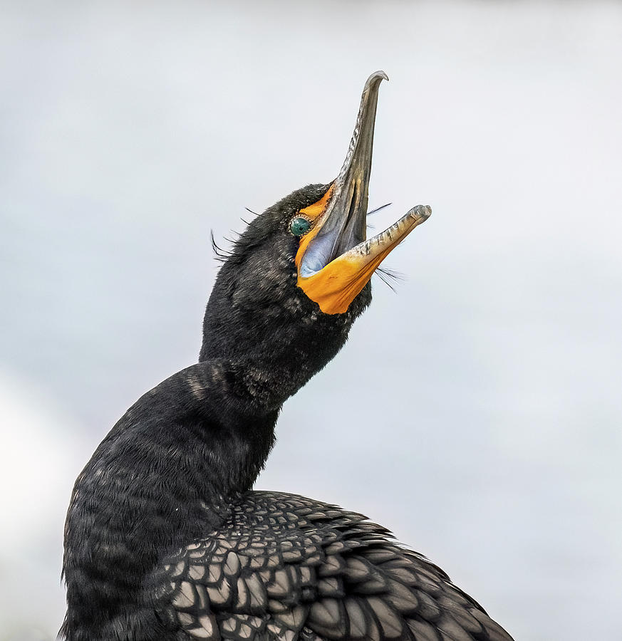 Double-crested Cormorant 6034-022623-2 Photograph by Tam Ryan