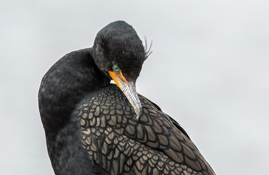 Double-crested Cormorant 6066-022623-3 Photograph by Tam Ryan