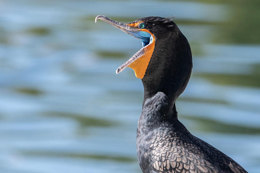 Double-crested Cormorant 6104-021122-2 Photograph by Tam Ryan