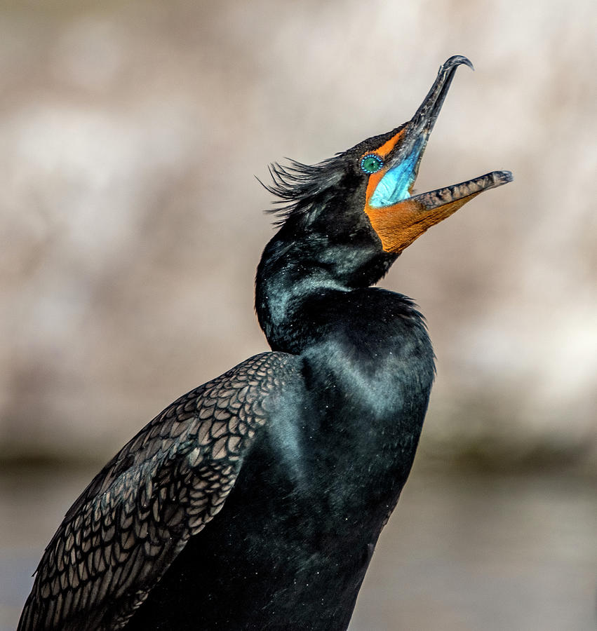 Double-crested Cormorant 7129-021522-2 Photograph by Tam Ryan