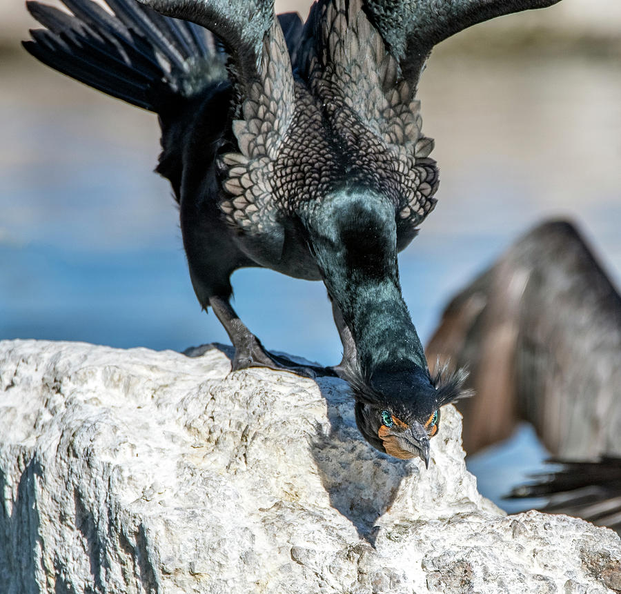 Double-crested Cormorant 7138-021522-2 Photograph by Tam Ryan