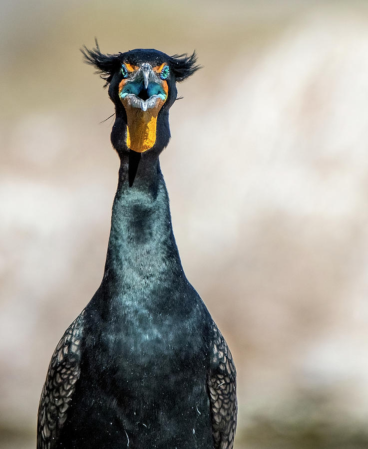 Double-crested Cormorant 7290-021522-2 Photograph by Tam Ryan