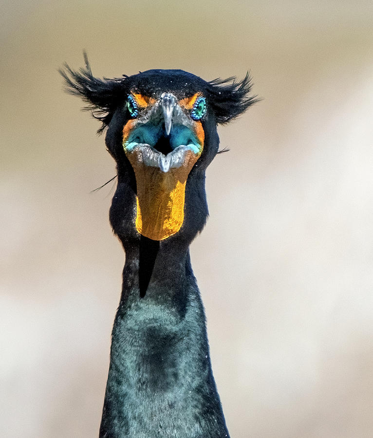 Double-crested Cormorant 7290-021522-3 Photograph by Tam Ryan