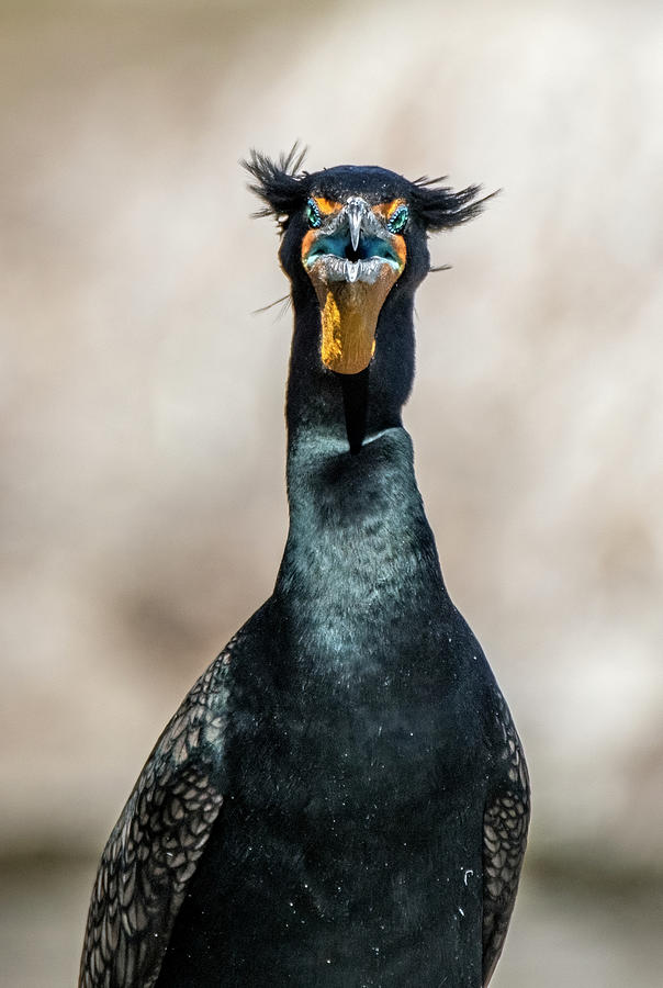 Double-crested Cormorant 7412-021522-2 Photograph by Tam Ryan