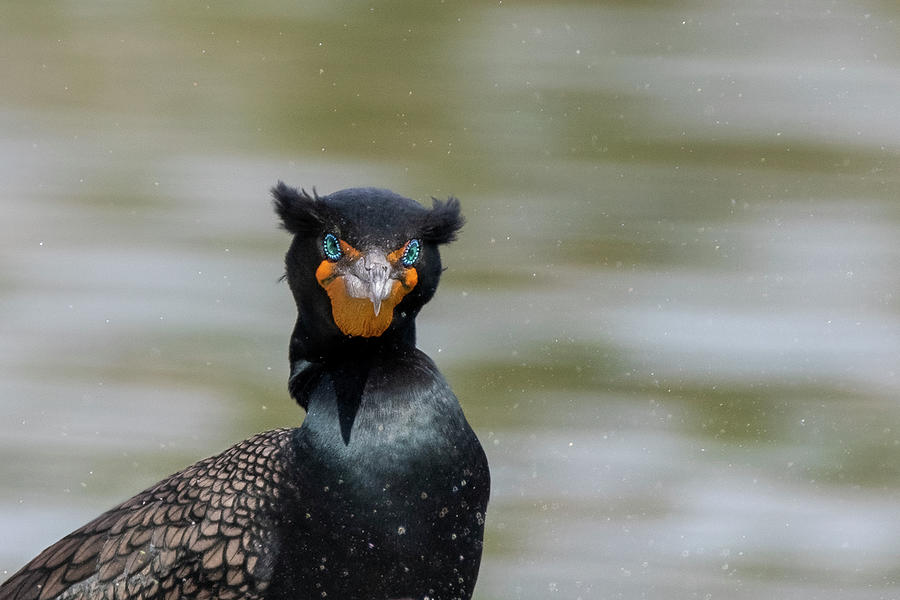 Double-crested Cormorant 7534-021622-2 Photograph by Tam Ryan