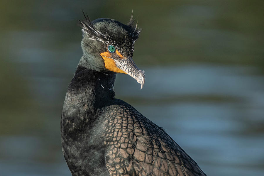 Double-crested Cormorant 7902-021822-2 Photograph by Tam Ryan