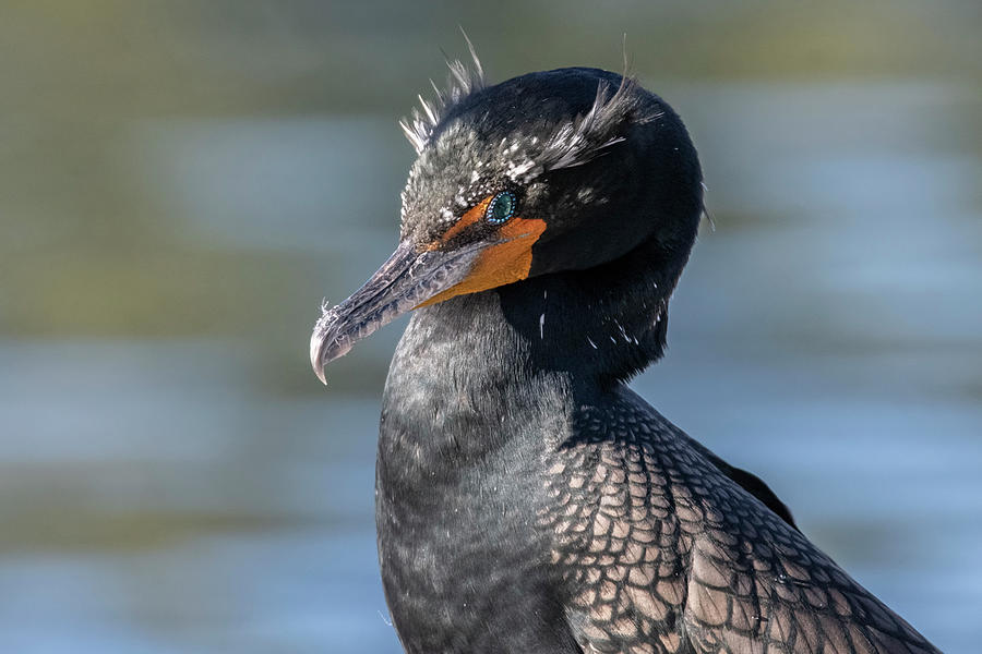 Double-crested Cormorant 7909-021822-2 Photograph by Tam Ryan