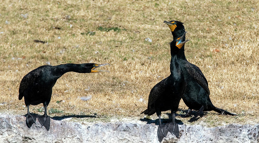 Double-crested Cormorant 8292-021922-2 Photograph by Tam Ryan