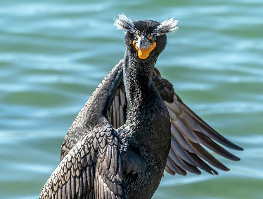 Double-crested Cormorant 8677-022122-2 Photograph by Tam Ryan
