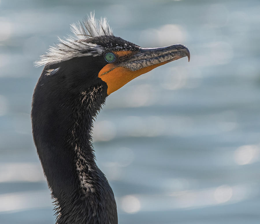 Double-crested Cormorant 8682-022122-2 Photograph by Tam Ryan