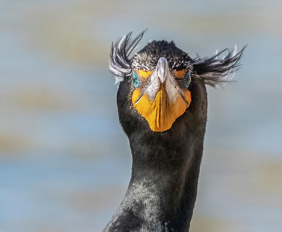 Double-crested Cormorant 8736-022122-2 Photograph by Tam Ryan