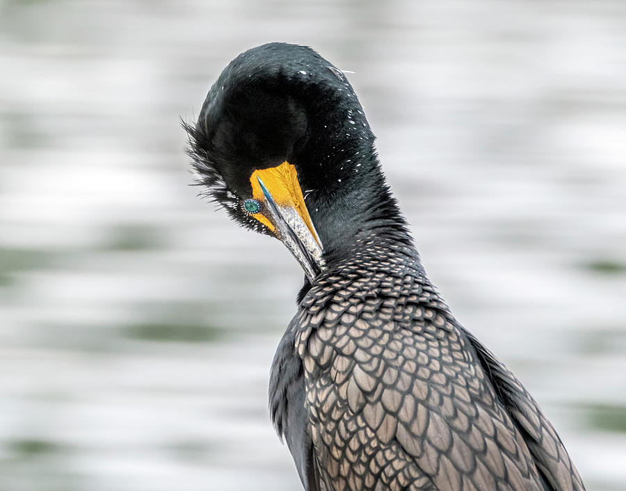 Double-crested Cormorant 9388-022222-2 Photograph by Tam Ryan