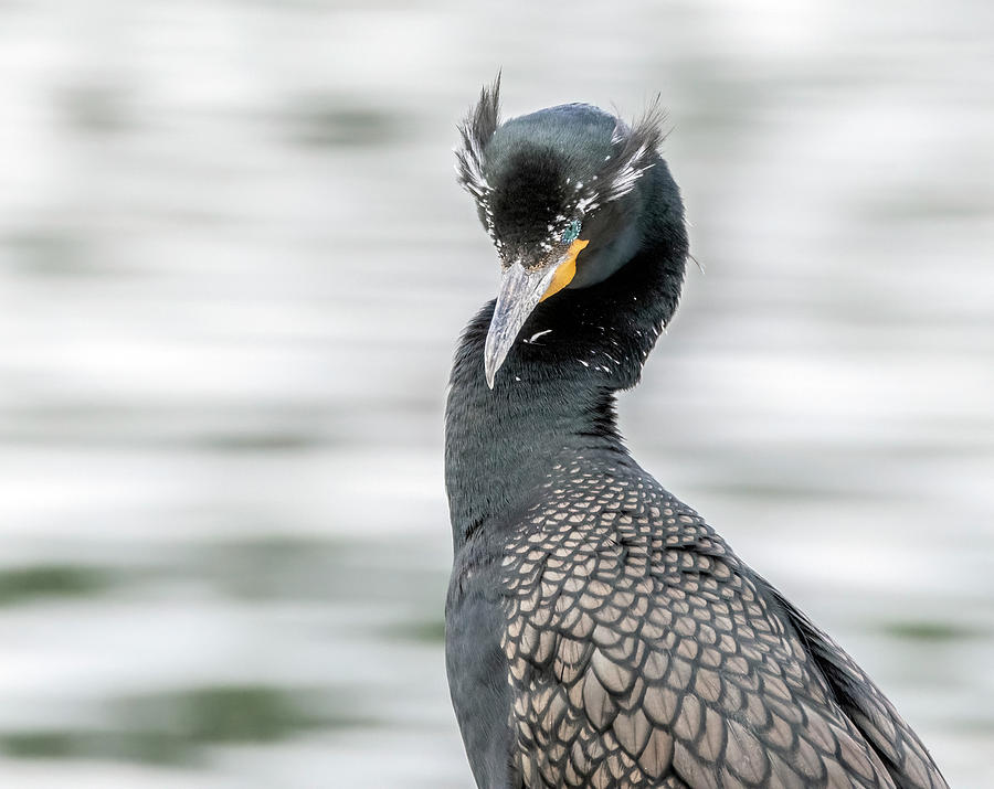 Double-crested Cormorant 9390-022222-2 Photograph by Tam Ryan