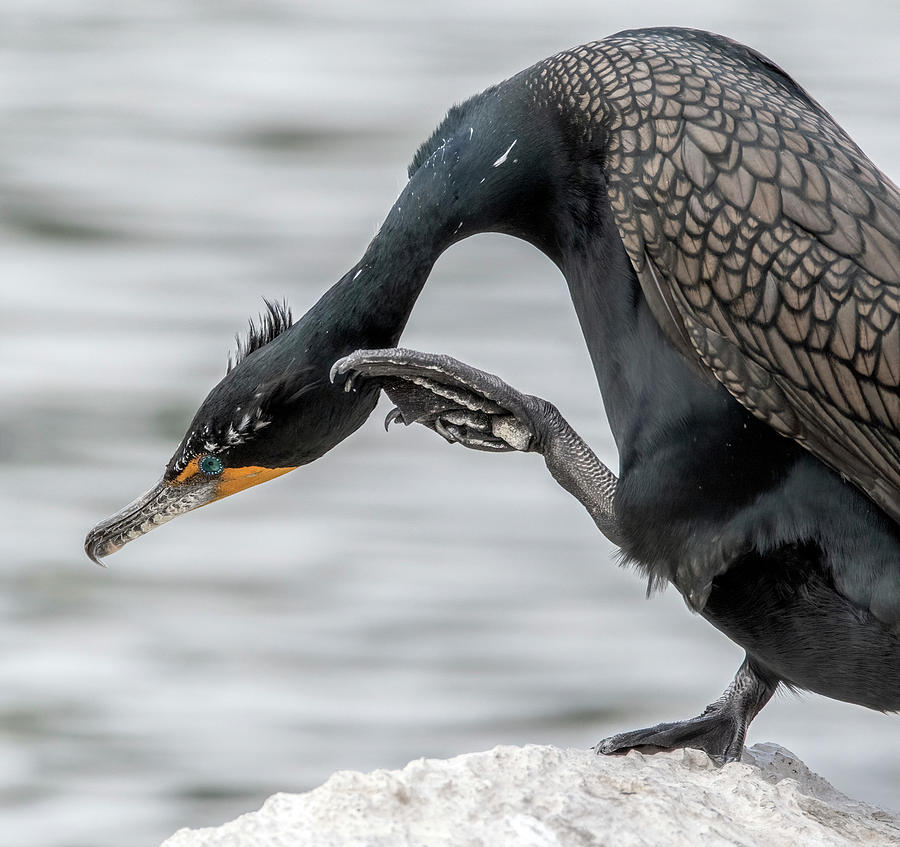 Double-crested Cormorant 9395-022222-2 Photograph by Tam Ryan