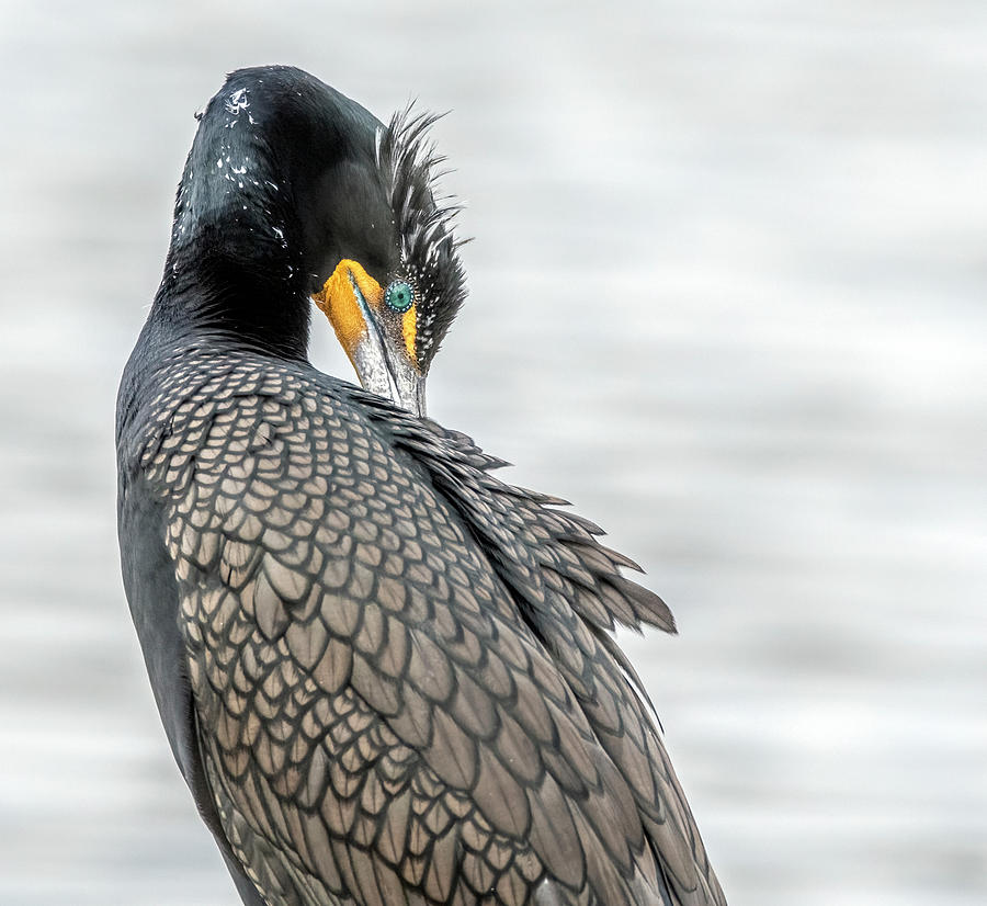 Double-crested Cormorant 9397-022222-2 Photograph by Tam Ryan