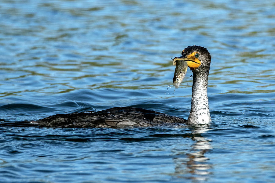 Double-crested Cormorant 9908-030422-2 Photograph by Tam Ryan
