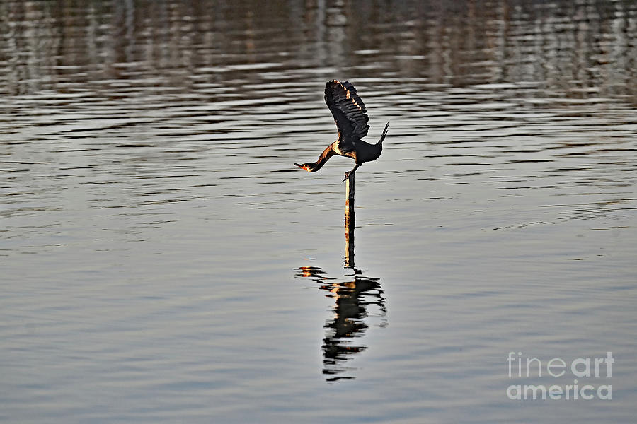 Double-crested Cormorant - Yoga Pose Photograph by Amazing Action Photo Video