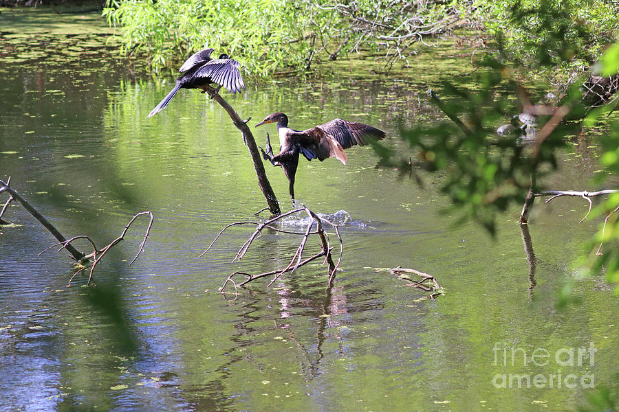 Double-crested Cormorant Chases Anhinga Off Tree Stump  1089 Photograph by Jack Schultz