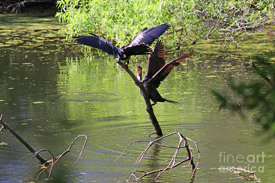 Double-crested Cormorant Chases Anhinga Off Tree Stump  1093 Photograph by Jack Schultz
