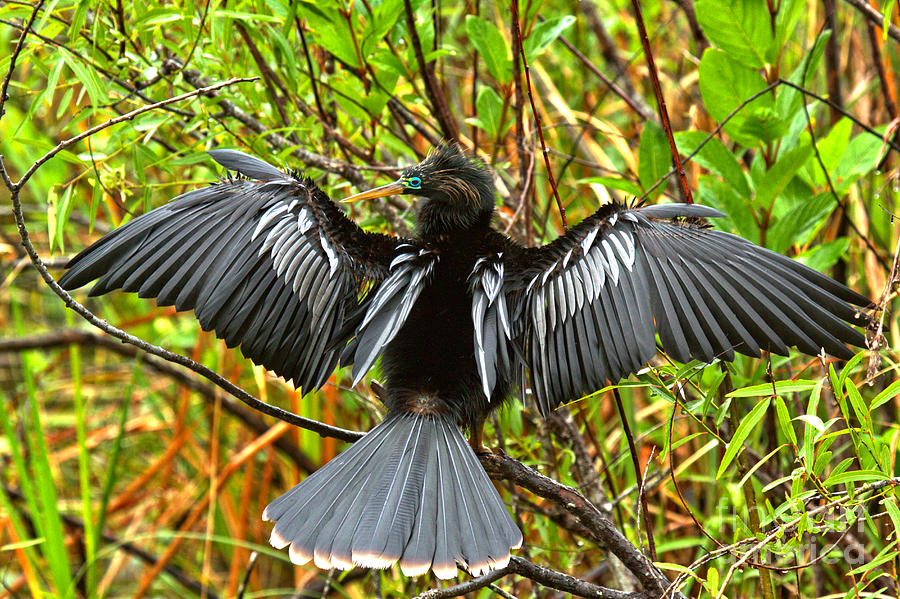 Double Crested Cormorant Drying Out Photograph by Adam Jewell